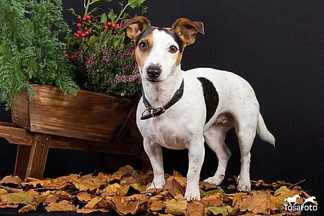 Jack russell terrier vabber billede 8