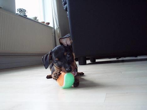 Prazsky krysarik Aya - Min heeelt egen mini tennisbold billede 1