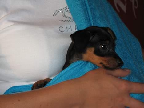 Prazsky krysarik Aya - Første dag i mit nye hjem- naej hvor er jeg dog lille billede 2