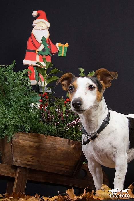 Jack russell terrier vabber billede 9