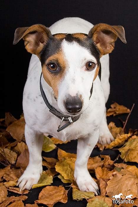 Jack russell terrier vabber billede 10