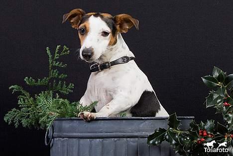 Jack russell terrier vabber billede 11