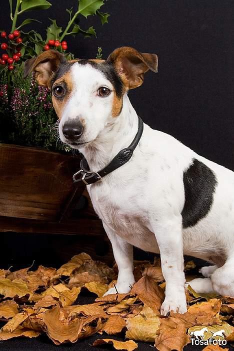 Jack russell terrier vabber billede 12