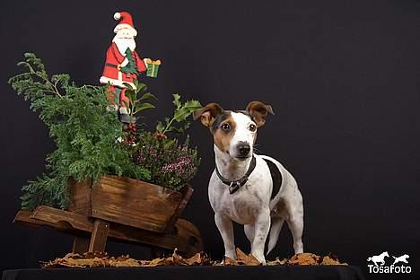 Jack russell terrier vabber billede 13