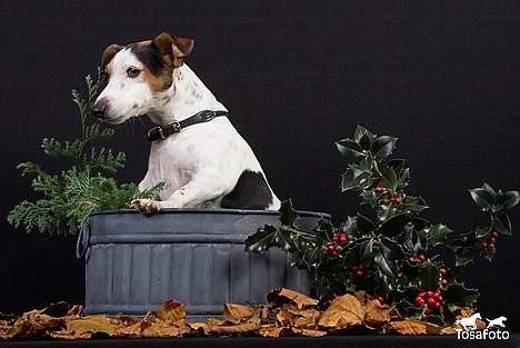 Jack russell terrier vabber billede 14