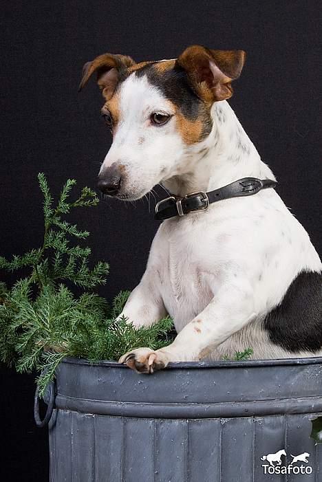 Jack russell terrier vabber billede 15