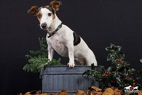 Jack russell terrier vabber billede 16