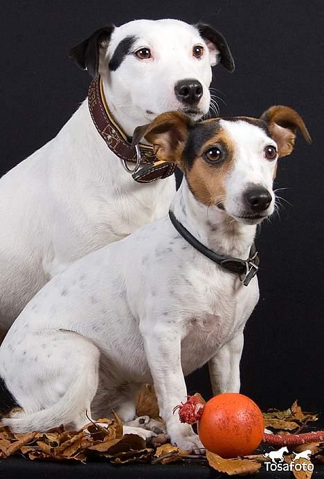 Jack russell terrier vabber billede 18