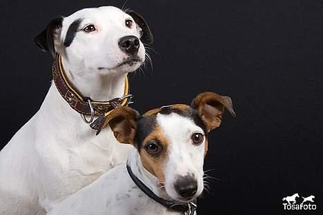 Jack russell terrier vabber billede 19