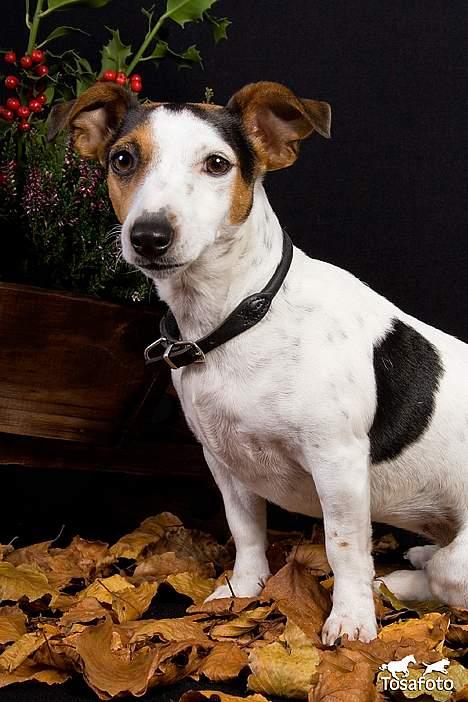 Jack russell terrier vabber billede 20