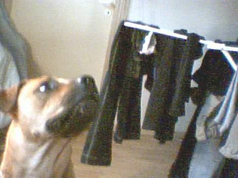 Amerikansk bulldog No`CHANCE Aika  billede 2