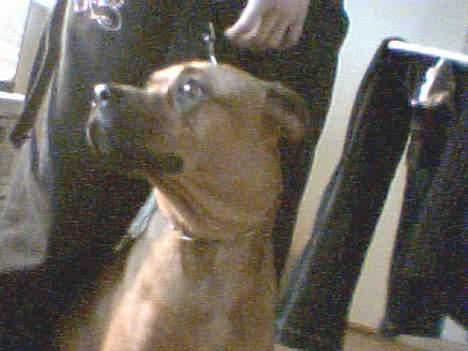 Amerikansk bulldog No`CHANCE Aika  billede 3