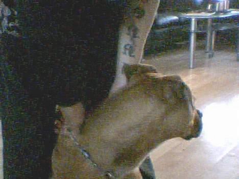 Amerikansk bulldog No`CHANCE Aika  billede 4