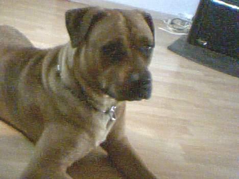 Amerikansk bulldog No`CHANCE Aika  billede 5