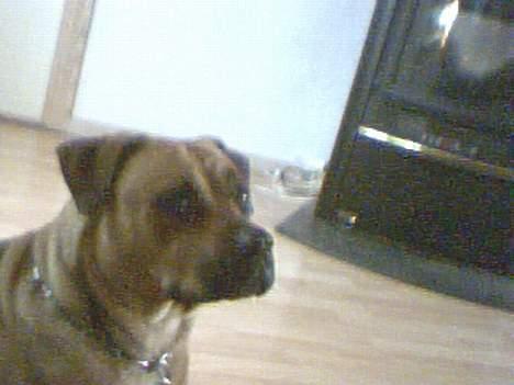 Amerikansk bulldog No`CHANCE Aika  billede 6