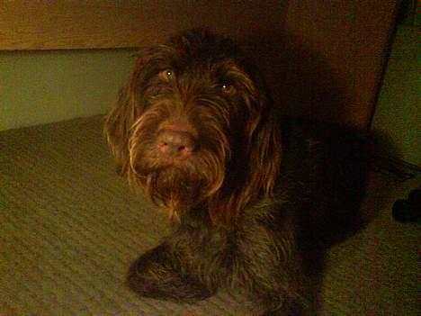 Ruhåret hønsehund Bella - Hej med dig.... billede 7