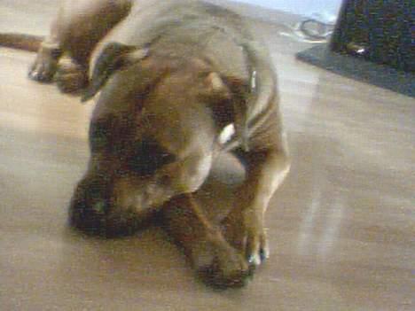 Amerikansk bulldog No`CHANCE Aika  billede 7