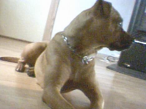 Amerikansk bulldog No`CHANCE Aika  billede 8