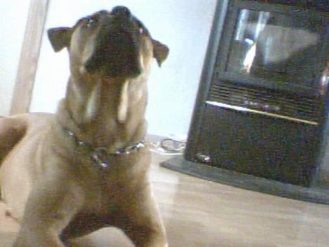 Amerikansk bulldog No`CHANCE Aika  billede 9