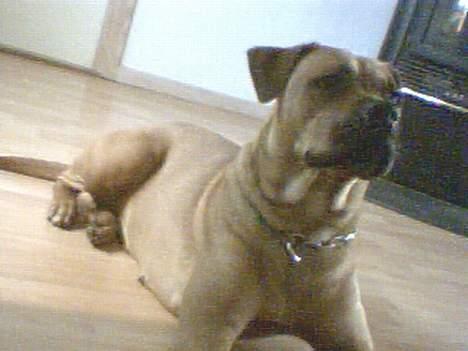 Amerikansk bulldog No`CHANCE Aika  billede 10