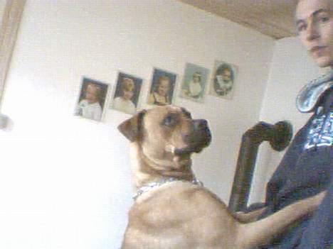 Amerikansk bulldog No`CHANCE Aika  billede 11