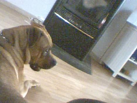 Amerikansk bulldog No`CHANCE Aika  billede 12