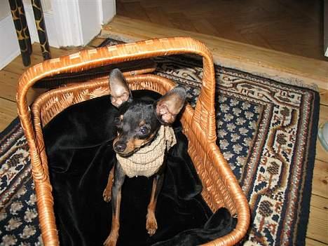 Prazsky krysarik Dolchie - Her er jeg i min transportkurv billede 19