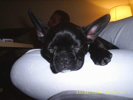 Fransk bulldog Rocky - R.I.P :'( <3 - Mmm mors ben er deejligt at putte på billede 5