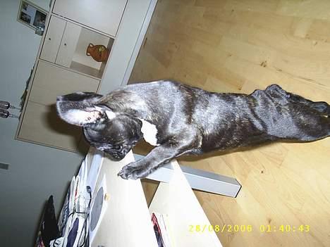 Fransk bulldog Rocky - R.I.P :'( <3 - Se hvor fint jeg står mor billede 6