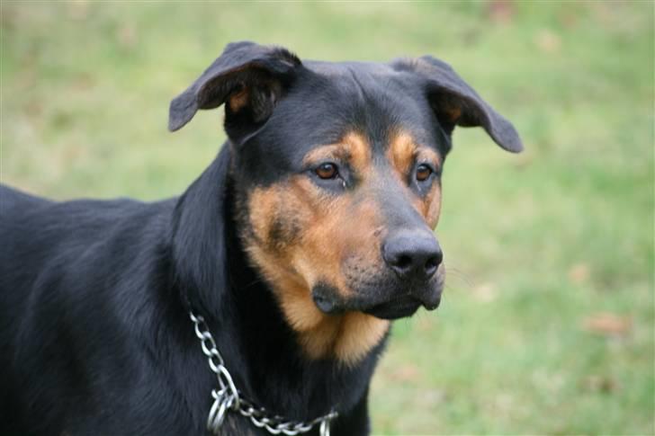 Blanding af racer Max af Søvang - På besøg hos far. 27/01/08 Foto : Min far billede 1