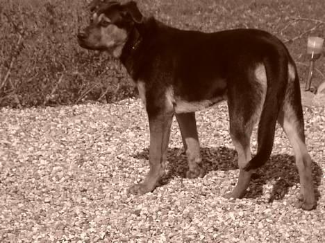 Blanding af racer Max af Søvang - 29.03.07 Foto : Mig billede 2