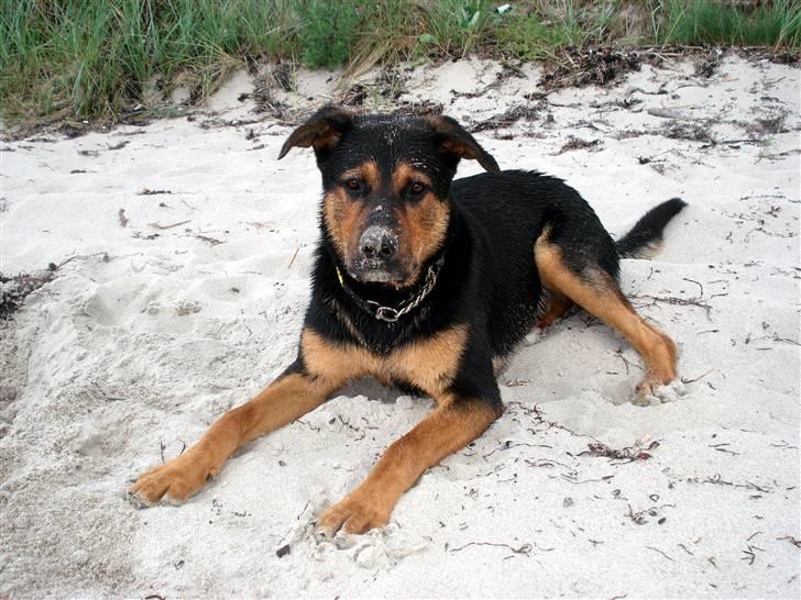 Blanding af racer Max af Søvang - 26-06-07 , på ferie , på Feddet (: <3 Foto : Mig billede 3