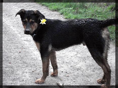 Blanding af racer Max af Søvang - Ej . lidt for høj tøsefaktor ! :o sidst i April 07 . Foto : Mig billede 4
