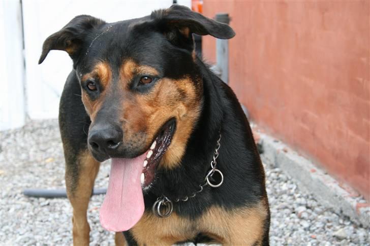 Blanding af racer Max af Søvang - Foto: Mig . Sensommer 08 billede 5