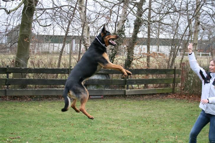 Blanding af racer Max af Søvang - Jump bitch ! x) På besøg hos far. 27/01/08 Foto : Min far billede 6