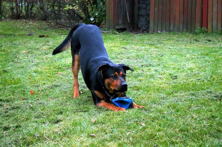 Blanding af racer Max af Søvang - November07 Foto : CTfoto.dk billede 7