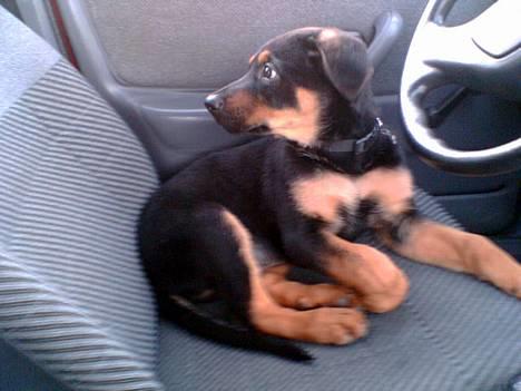 Blanding af racer Max af Søvang - nuttet eller bare røvdejlig Foto : Mig, med mobb. billede 8