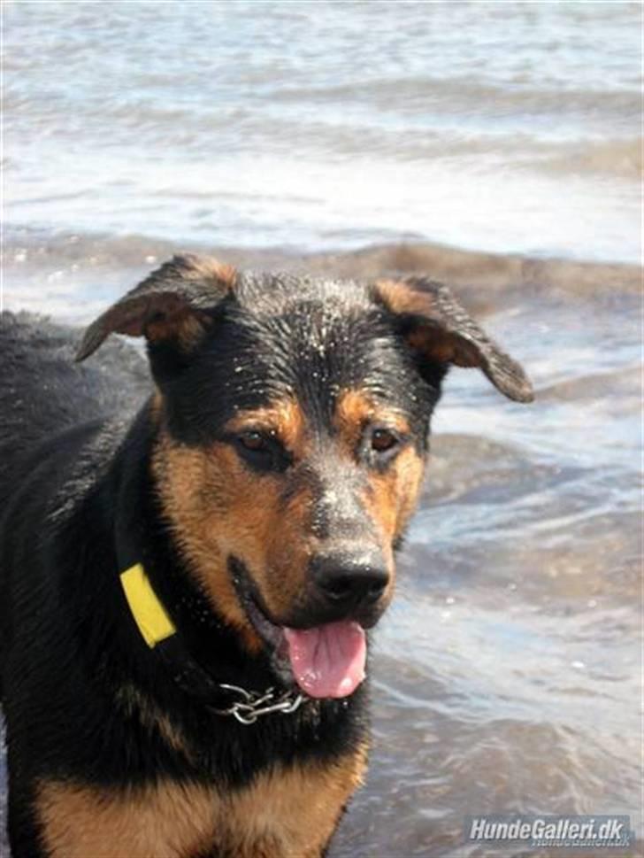 Blanding af racer Max af Søvang -  26 / 06 - 07 <3 På camping på Feddet (: . Foto : Mig billede 9