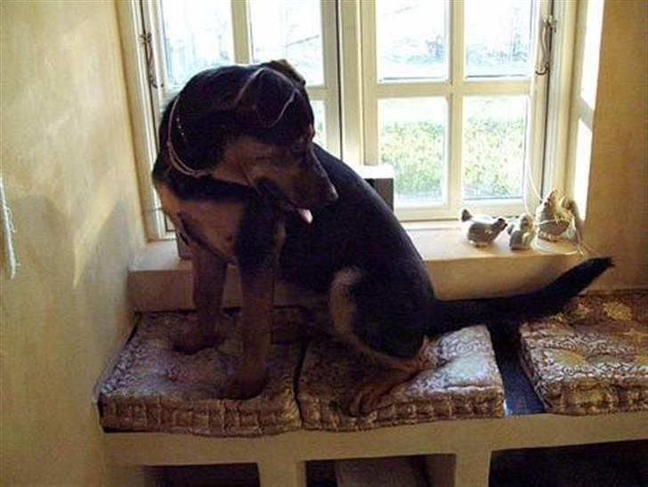 Blanding af racer Max af Søvang - Hej Max <3 Foto : Mig billede 10