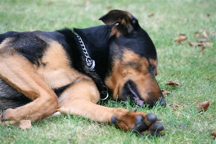 Blanding af racer Max af Søvang - yep, jeg er sødest når jeg sover (; . På besøg hos far. 27/01/08 Foto : Min far billede 11