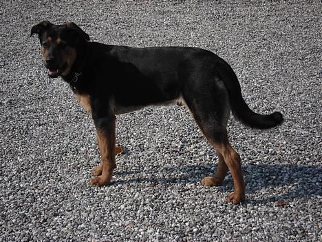 Blanding af racer Max af Søvang - Skål skipper , sådan ser jeg så ud d 30. Marts 2007... Foto : Mig billede 12