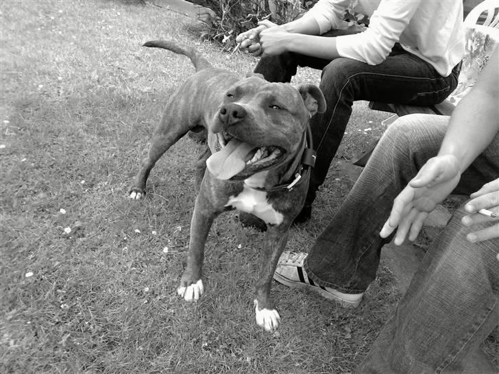 Amerikansk staffordshire terrier Jango - hejsa billede 1