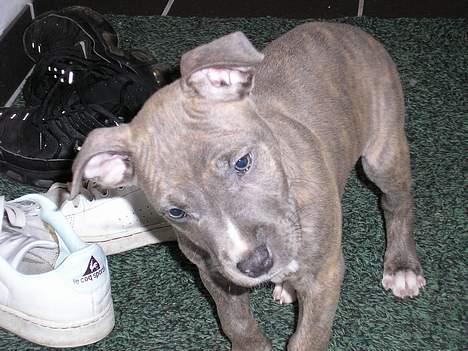 Amerikansk staffordshire terrier Jango - se lige mig... billede 2