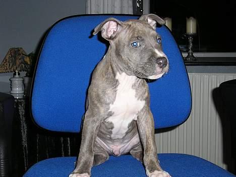 Amerikansk staffordshire terrier Jango - øv øv.. foto igen billede 3