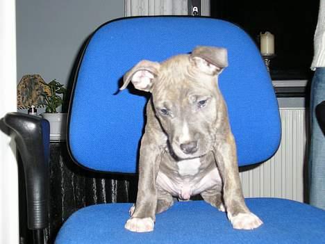 Amerikansk staffordshire terrier Jango billede 4