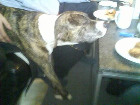 Blanding af racer Hannibal (amstaff) billede 6