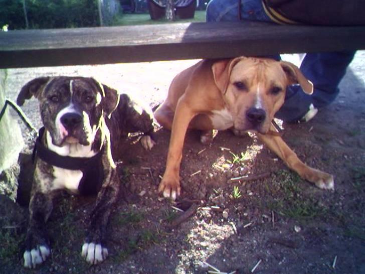 Blanding af racer Hannibal (amstaff) billede 8