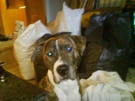 Blanding af racer Hannibal (amstaff) billede 10