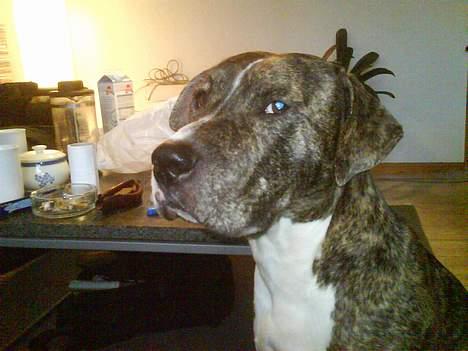 Blanding af racer Hannibal (amstaff) billede 11