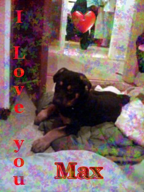 Blanding af racer Max af Søvang - En lillebitte Max , en af de første dage jeg havde ham . september 06 Foto : Mig billede 13